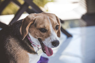 Beagle dog in nature portrait. beagle female closeup. bali.