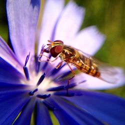 Extreme close-up of insect on flower