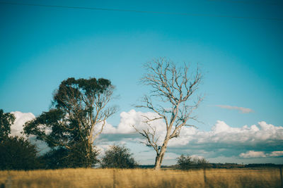 Bare trees on landscape against blue sky