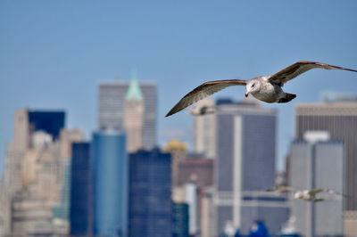 Seagull flying in city