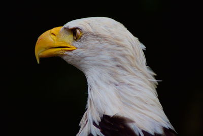 Close-up of eagle against black background