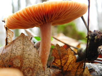 Close-up of leaves against blurred background