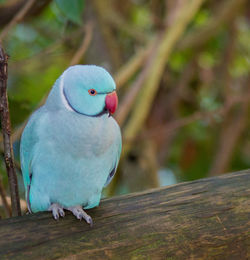 Close-up of parrot perching on wood