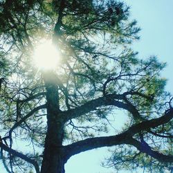 Sun shining through trees