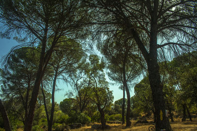 Low angle view of tree