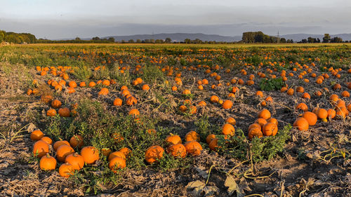 A field of orange hokkaido pumpkins await harvest, halloween and thanksgiving in october