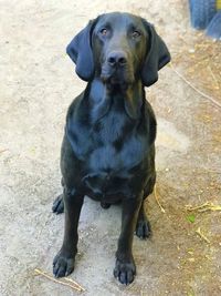 Close-up of black dog