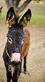 Close-up of donkey 