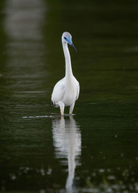 White duck in a lake