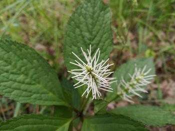 Close-up of plant