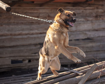 Dog looking away on wood