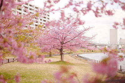 Pink cherry blossom tree against sky