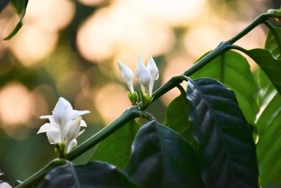 Close-up of flowering plant