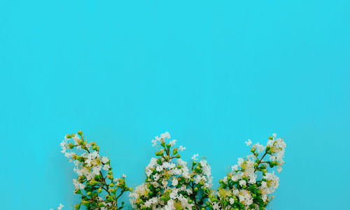 Low angle view of flowering plants against clear blue sky