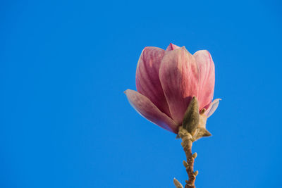 Close-up of pink flower against blue background