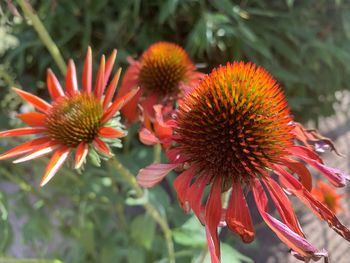 Close-up of red flowering plant