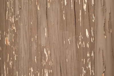 Full frame shot of wood