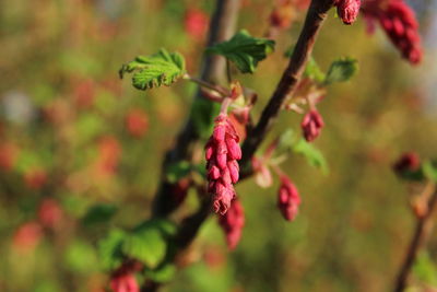 Close-up of red flowering plant