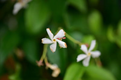 Close-up of white flowering plant