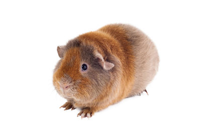 Close-up of a rabbit over white background