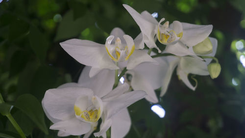 Close-up of white flowers blooming outdoors