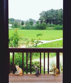 Dog relaxing on grass