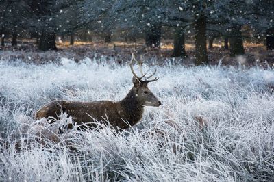 Deer on snow field during winter