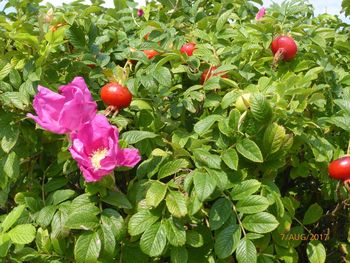 Close-up of red berries growing on plant