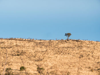 Scenic view of landscape against clear blue sky