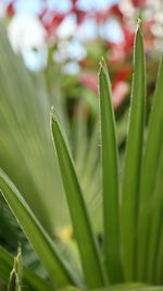 Close-up of green plant