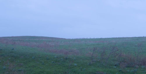 Scenic view of field against clear sky