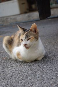 Close-up of cat sitting on footpath