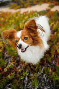 Close-up portrait of dog