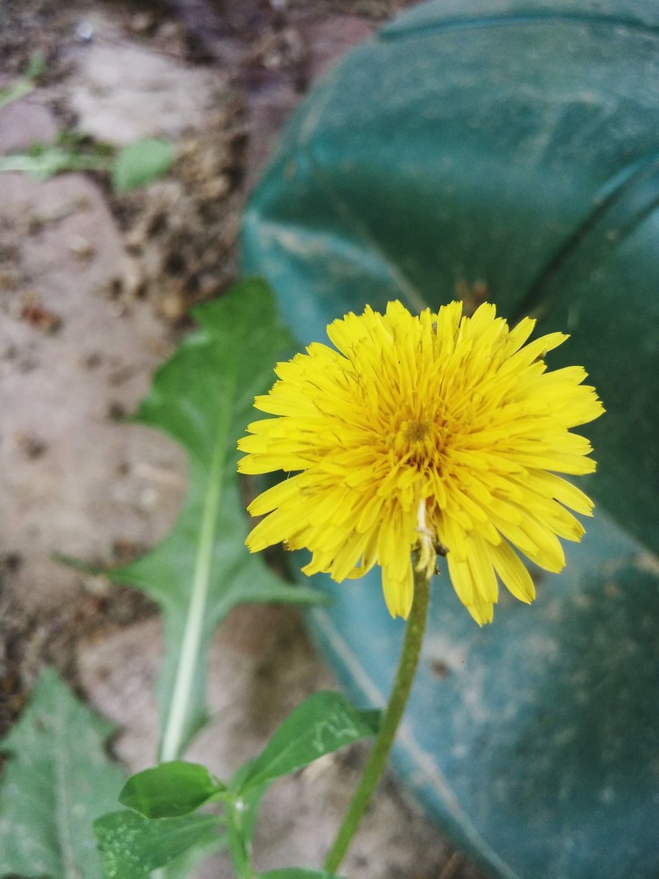 flower, freshness, yellow, petal, fragility, flower head, growth, beauty in nature, close-up, single flower, nature, plant, blooming, pollen, focus on foreground, stem, in bloom, dandelion, blossom, field