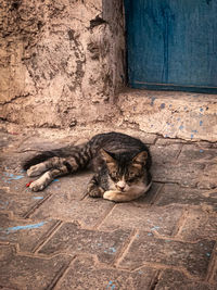 Cat sleeping by stone wall