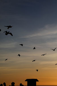 Low angle view of silhouette birds flying in sky
