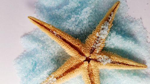 Close-up of starfish on sugar