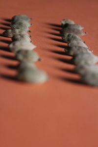 Close-up of insect on red surface