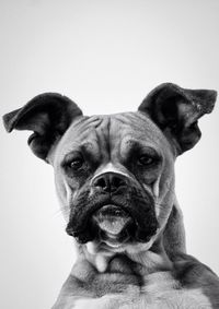Portrait of a dog over white background