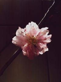 Close-up of pink flower