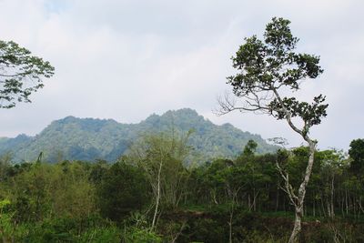 Trees on field against sky