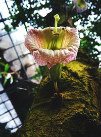 Close-up of flower blooming outdoors