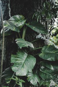 Close-up of green leaves on plant