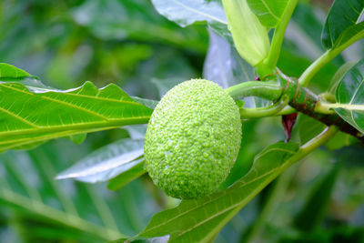 Close-up breadfruit in a garden at chai-nat, thailand.