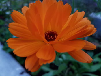 Close-up of orange flower blooming outdoors