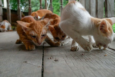 Cats relaxing on footpath