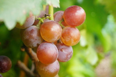 Close-up of fruits growing on tree