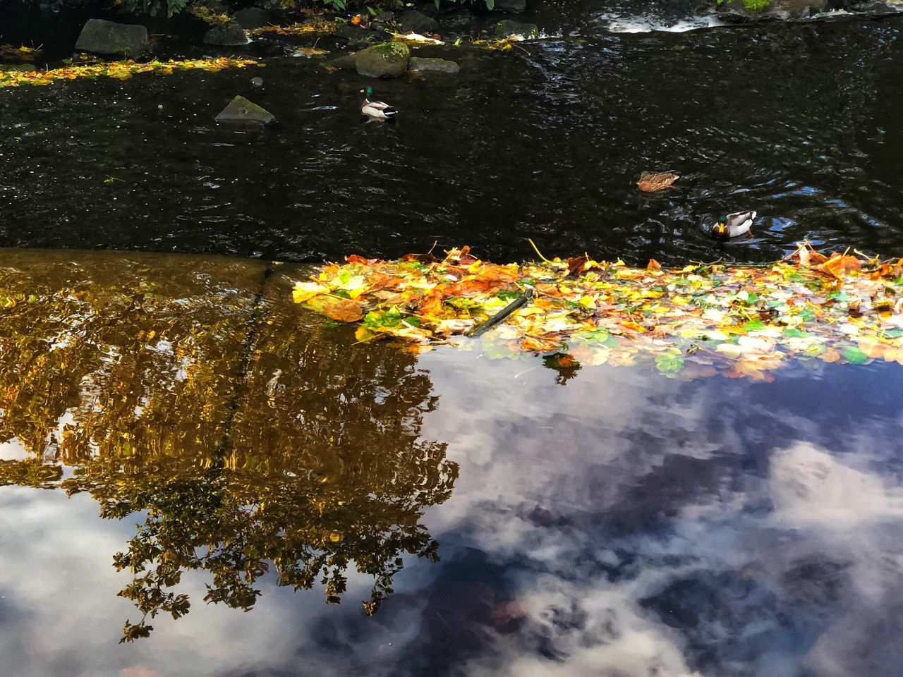 SCENIC VIEW OF LAKE AND LEAVES ON PLANT