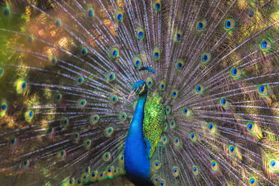 Close-up of peacock