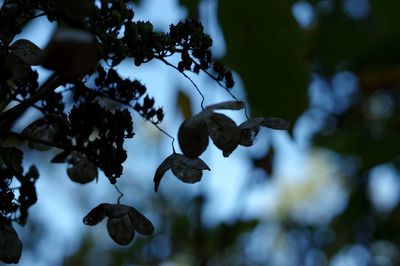 Low angle view of berries growing on tree